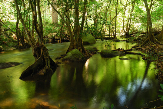 View of the stream and forest just above the Khlong Lan waterfall.; Khlong Lan National Park, Kamphaeng Phet Province, Thailand.