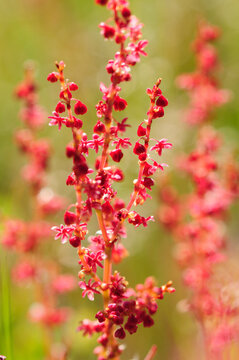 Close up of flowering sheep sorrel, Rumex acetosella.; Assateague Island National Seashore, Assateague Island, Maryland.