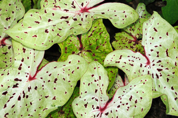 Close up of the decorative leaves of a Caladium plant.; Tower Hill Botanic Garden, Boylston, Massachusetts.