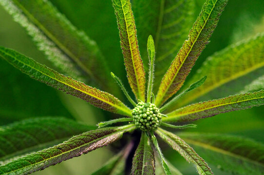 Close up of the tip of a branch with flower buds and whorls of leaves.; Framingham, Massachusetts.