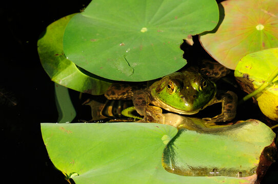 A young bullfrog floating between water lily pads.; Beverly, Massachusetts.