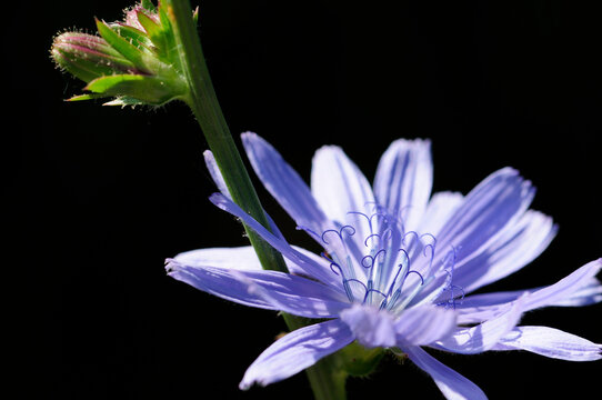 Close up of a flowering common chicory plant, Cichorium intybus.; Arlington, Massachusetts.