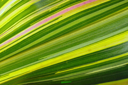 Close up of a tri-colored corn leaf, Zea mays, garden leader rainbow.; Boylston, Massachusetts.