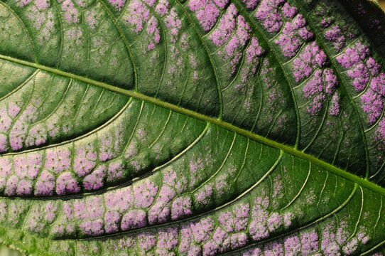 Close up of a Persian shield plant leaf, Strobilanthes dyerianus.; Boylston, Massachusetts.