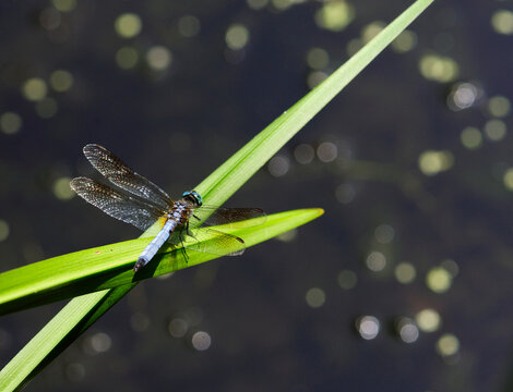 A blue dasher dragonfly sits on leaves over a shimmering pond.; Framingham, Massachusetts.
