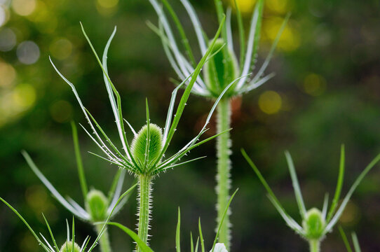 Close view of backlit teasel flowers in a garden.; Acton Botanical Garden, Acton, Massachusetts.