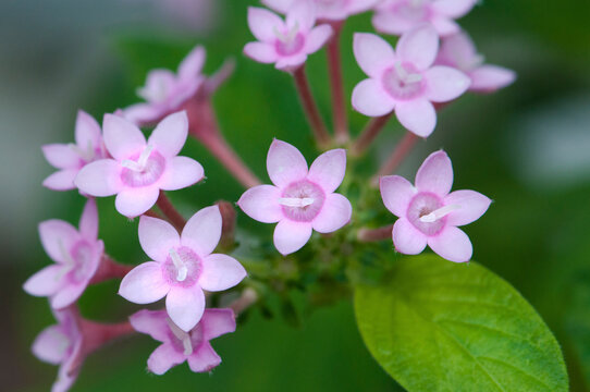 Close up of a blooming Egyptian star flower, Pentas lanceolata.; Wellesley, Massachusetts.