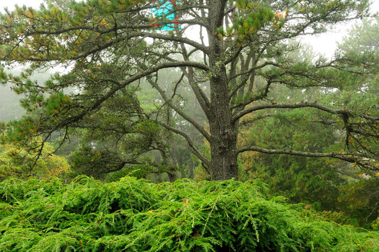 Pine trees and weeping hemlock in a foggy landscape.; Asticou Azalea Gardens, Mount Desert Island, Maine.