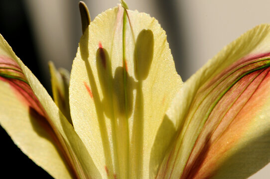 A backlit Peruvian lily with shadows of its stamens.; Arlington, Massachusetts.