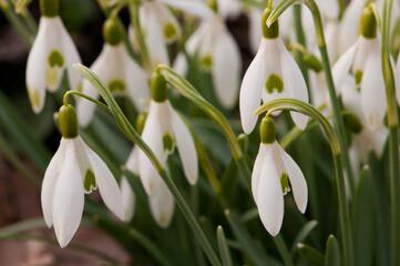 Close view of a flowering snowdrops plant, Galanthus species.; Jamaica Plain, Massachusetts.