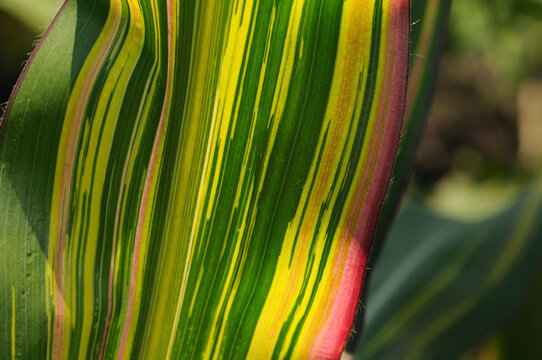 Close up of a tri-colored corn leaf, Zea mays garden leader rainbow.; Boylston, Massachusetts.