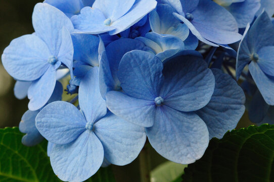 Close up of blue hydrangea flowers, Hydrangea macrophylla.; Brewster, Massachusetts.