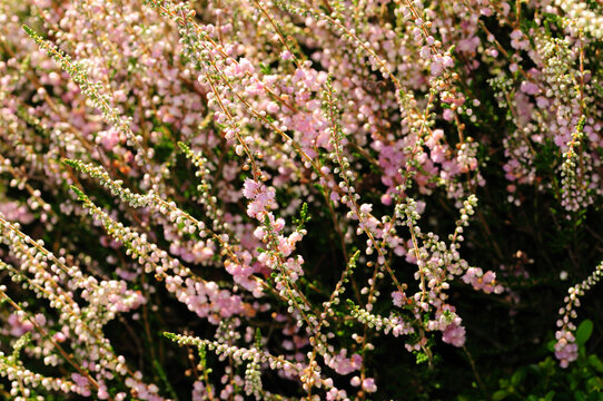 Close view of flowering heather, Calluna species.; Tower Hill Botanic Garden, Boylston, Massachusetts.