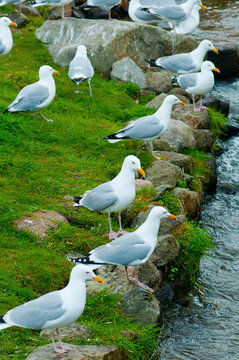 Herring gulls line a stream full of river herring, alewives, to hunt.; Brewster, Cape Cod, Massachusetts.