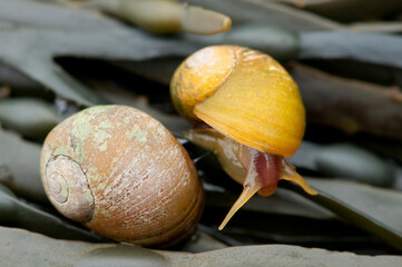 Two snails on knotted wrack in a tidal pool.; Rachel Carson Salt Pond Preserve, New Harbor, Maine.