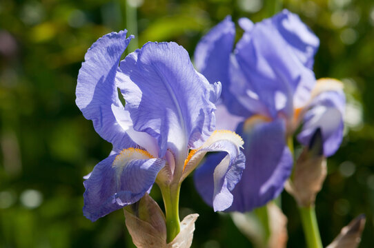 Close up of blue flag irises, Iris versicolor.; Minuteman National Historic Park, Lexington, Massachusetts.