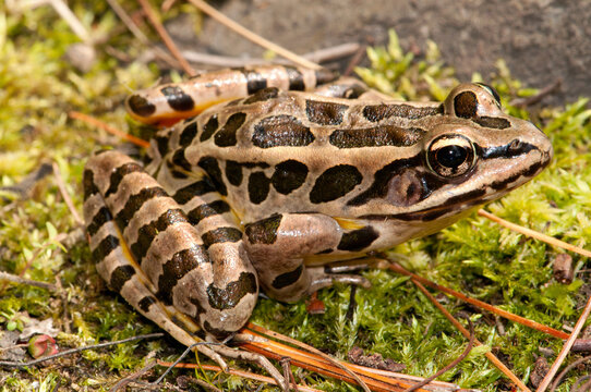 A northern leopard frog, Rana pipiens, sitting on moss.; Estabrook Woods, Concord, Massachusetts.