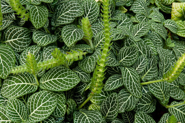 Close up of the white-veined leaves of an ornamental nerve plant, Fittonia verschaffeltii.; Atlanta Botanical Garden, Atlanta, Georgia.