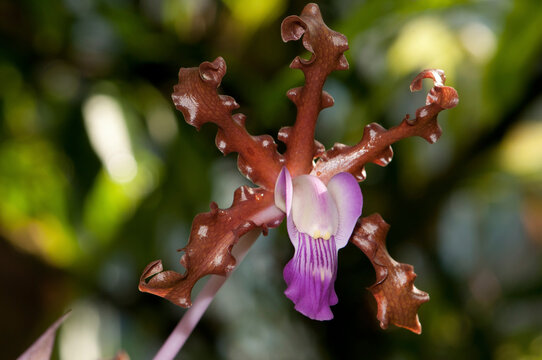 Close up of an undulate schomburgkii orchid, Schomburgkii undulata.; Atlanta Botanical Garden, Atlanta, Georgia.