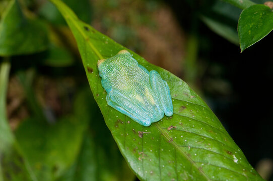 A glass frog, Cochranella granulosa, sleeping on a leaf.; Atlanta Botanical Garden, Atlanta, Georgia.