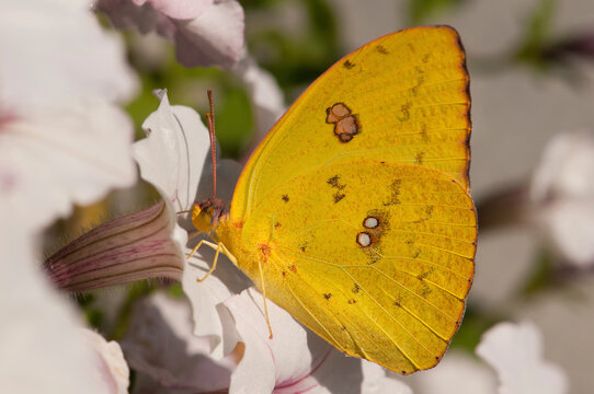 A female cloudless sulphur butterfly, Phoebis sennae, sipping nectar from a petunia.; Atlanta Botanical Garden, Atlanta, Georgia.