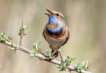 bluethroat