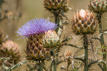 Thistle and flowwer on the prairie 