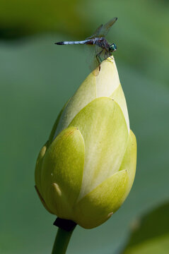 A male blue dasher dragonfly, Pachydiplax longipennis, perched on a lotus bud.; Great Meadows National Wildlife Refuge, Sudbury, Massachusetts.