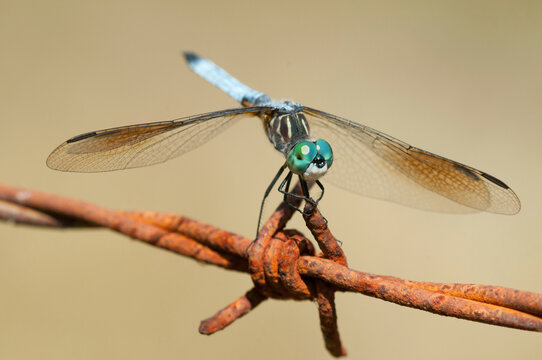 A blue dasher dragonfly, Pachydiplax longipennis, perched on a barbed wire fence.; Estabrook Woods, Concord, Massachusetts.