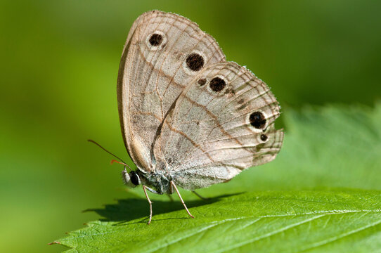 A little wood satyr butterfly, Megisto cymela, perched on a leaf.; Estabrook Woods, Concord, Massachusetts.
