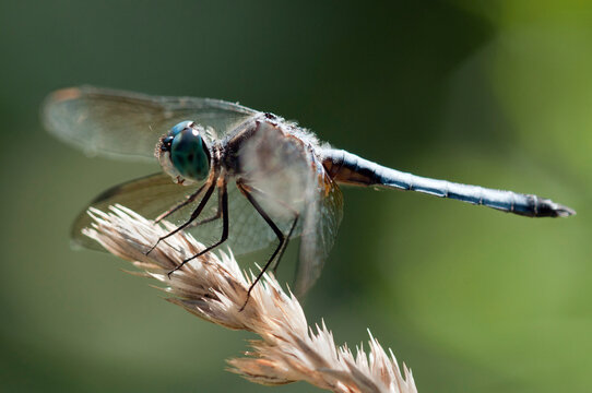 A male blue dasher dragonfly, Pachydiplax longipennis, perched on a seedhead.; McClennen Park, Arlington, Massachusetts.