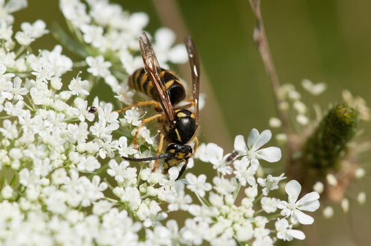 An aerial yellow jacket, Dolochovespula arenaria, visiting Queen Anne's lace flowers.; Arlington Reservoir, Arlington, Massachusetts.
