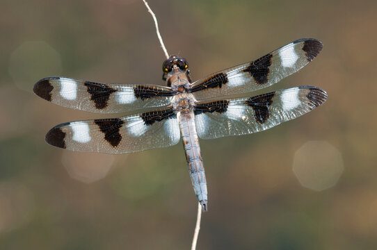 A male twelve-spotted skimmer, Libellula pulchella, perching on a stalk.; McClennen Park, Arlington, Massachusetts.