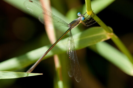 A male slender spreadwing damselfly, Lestes rectangularis, perched on a stem.; Estabrook Woods, Concord, Massachusetts.