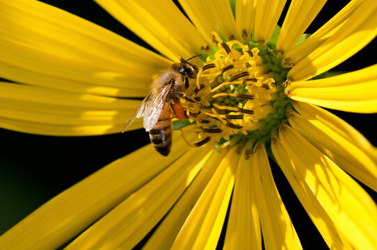 A western honey bee, Apis mellifera, collecting pollen from a composite flower.; Arnold Arboretum, Jamaica Plain, Boston, Massachusetts.