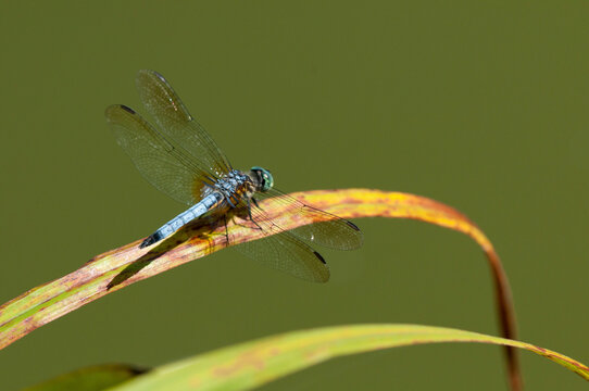 A blue dasher dragonfly, Pachydiplax longipennis, perched on a leaf.; Arnold Arboretum, Jamaica Plain, Boston, Massachusetts.