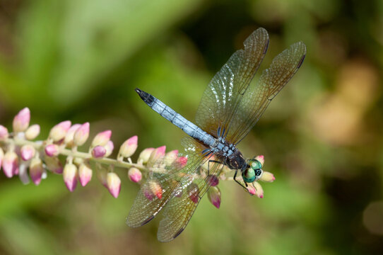 A blue dasher dragonfly, Pachydiplax longipennis, perched on a flower spike.; Arnold Arboretum, Jamaica Plain, Boston, Massachusetts.