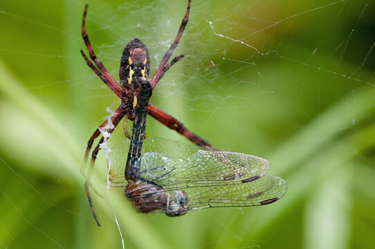 A large black and yellow argiope spider consuming a female blue dasher dragonfly.; McClennen Park, Arlington, Massachusetts.