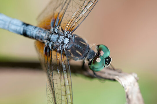 Close up portrait of a male blue dasher dragonfly, Pachydiplax longipennis.; Great Meadows National Wildlife Refuge, Sudbury, Massachusetts.