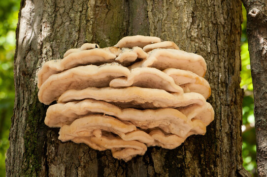 Northern tooth fungus, Climacodon septentrionale, parasitizing a sugar maple tree.; Habitat Education Center and Wildlife Sanctuary, Belmont, Massachusetts.