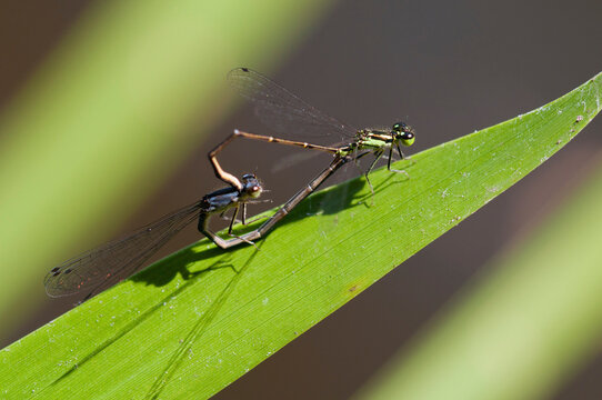 A pair of eastern forktail damselflies mating on a cattail leaf.; Habitat Education Center and Wildlife Sanctuary, Belmont, Massachusetts.
