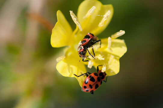 Spotted ladybeetles pollinating and eating pollen of a common evening primrose flower.; Great Meadows National Wildlife Refuge, Sudbury, Massachusetts.