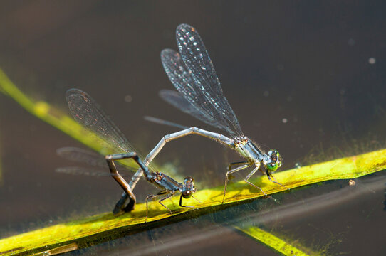 Two eastern forktail damselflies laying eggs on a floating plant. stalk.; Habitat Education Center and Wildlife Sanctuary, Belmont, Massachusetts.