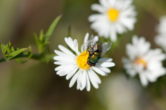 A small green bottle fly, Lucilia species, visiting aster flowers.; McClennen Park, Arlington, Massachusetts.