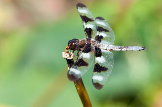 A male twelve-spotted skimmer dragonfly eating a ladybug.; Great Meadows National Wildlife Refuge, Sudbury, Massachusetts.