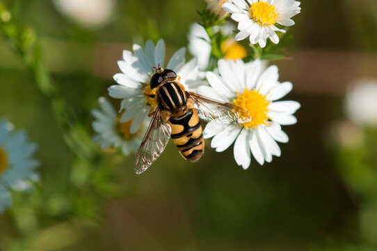 A hover fly, Helophilus fasciatus, pollinating aster flowers.; McClennen Park, Arlington, Massachusetts.