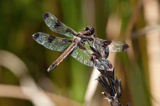 Portrait of a twelve spotted skimmer dragonfly, Libellula pulchella, perching on a flower stalk.; Estabrook Woods, Concord, Massachusetts.