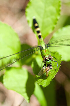 Close up of a female eastern pondhawk dragonfly, Erythemis simplicicollis, eating an insect.; Estabrook Woods, Concord, Massachusetts.