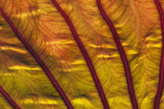 Closeup of the veins of a large-leafed potted plant.; Sandwich, Cape Cod , Massachusetts