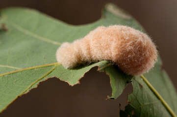 Wooly oak galls on an oak with cynipid wasp larvae developing inside.; Concord , Estabrook Woods , Massachusetts